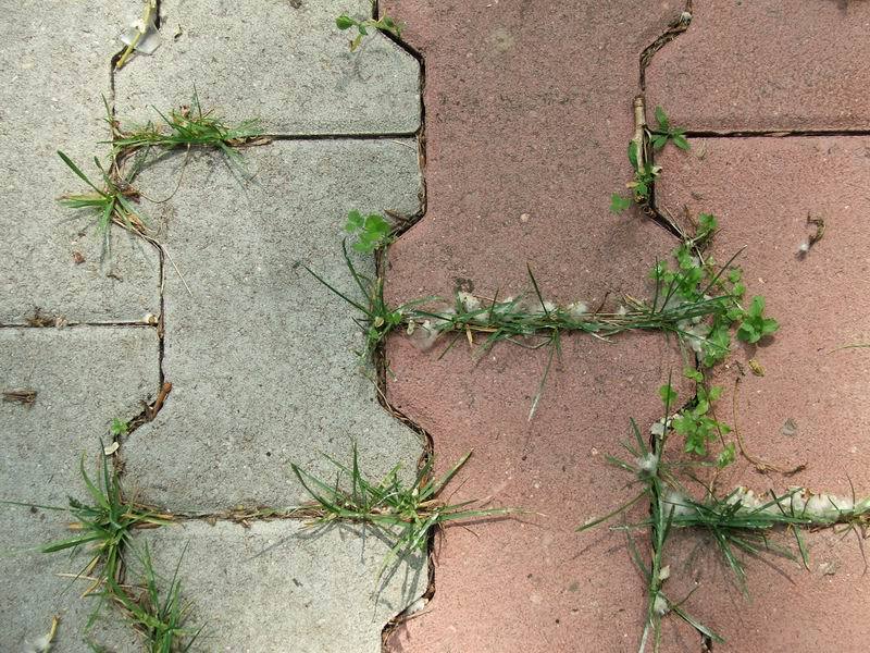 удаления прорастания травы между тротуарной плиткой